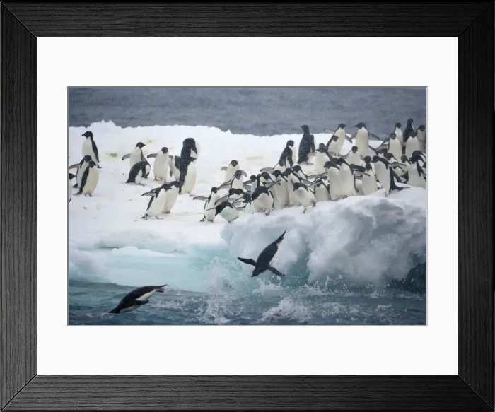 Framed Print : DDE-90023459 Framed Print : DDE-90023459