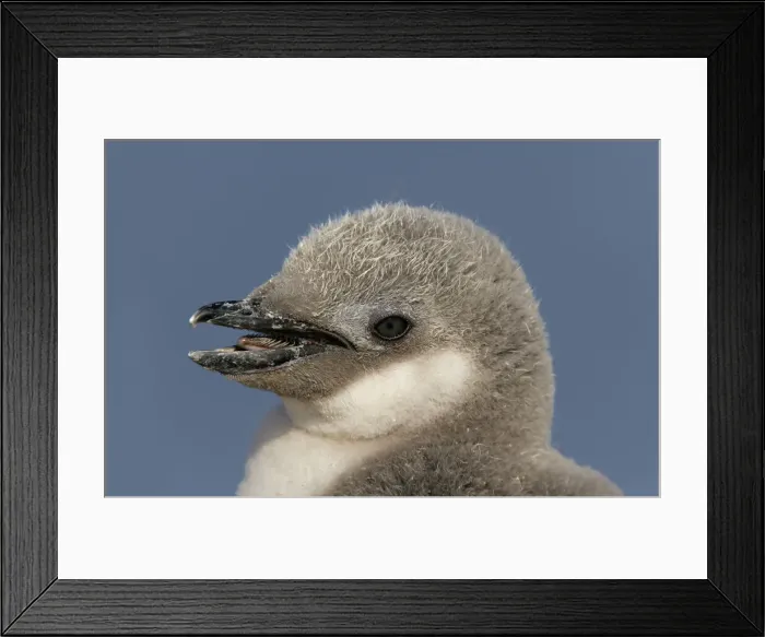 Framed Print : DDE-90023458 Framed Print : DDE-90023458