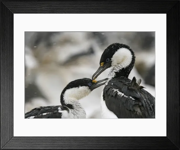 Framed Print : DDE-90023460 Framed Print : DDE-90023460