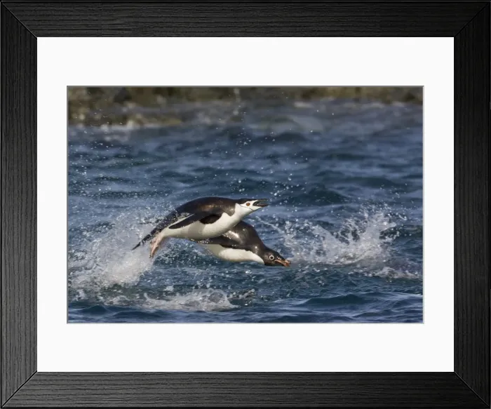 Framed Print : DDE-90023461 Framed Print : DDE-90023461