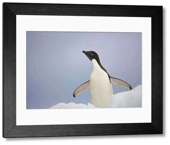 Framed Print : DDE-90023463 Framed Print : DDE-90023463