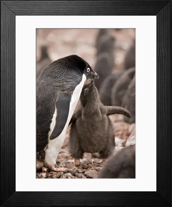 Framed Print : DDE-90023462 Framed Print : DDE-90023462