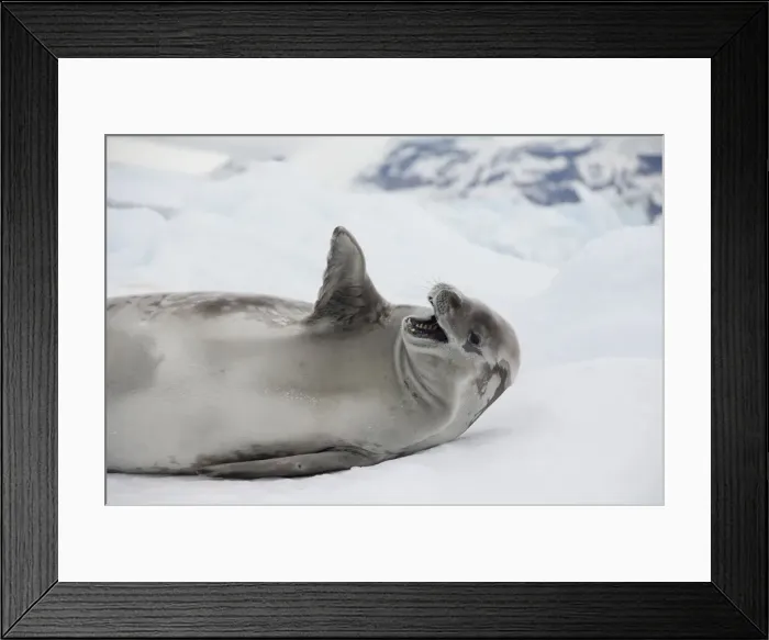 Framed Print : DDE-90023465 Framed Print : DDE-90023465