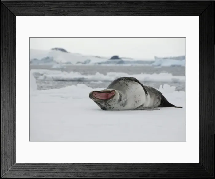 Framed Print : DDE-90023469 Framed Print : DDE-90023469