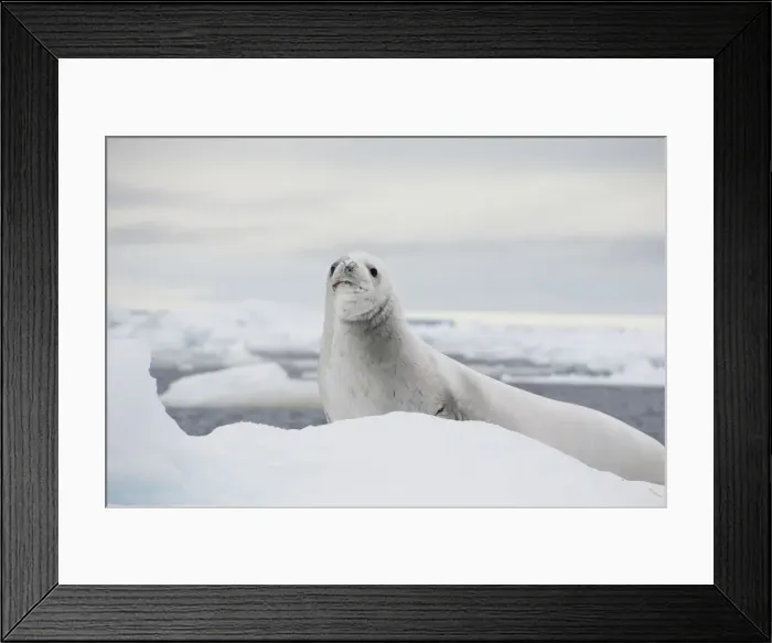 Framed Print : DDE-90023470