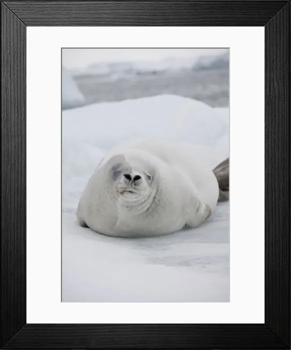 Framed Print : DDE-90023471 Framed Print : DDE-90023471