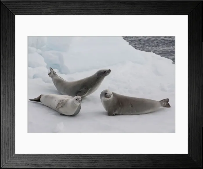 Framed Print : DDE-90023466 Framed Print : DDE-90023466