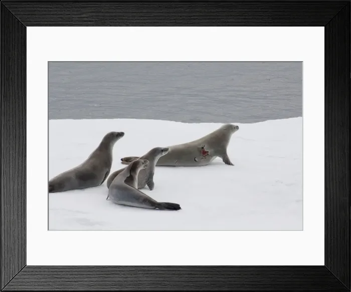 Framed Print : DDE-90023472 Framed Print : DDE-90023472