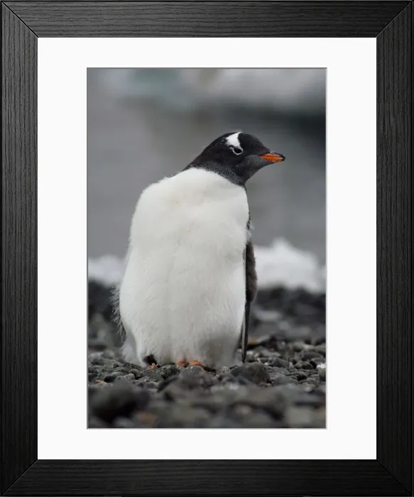 Framed Print : DDE-90023473