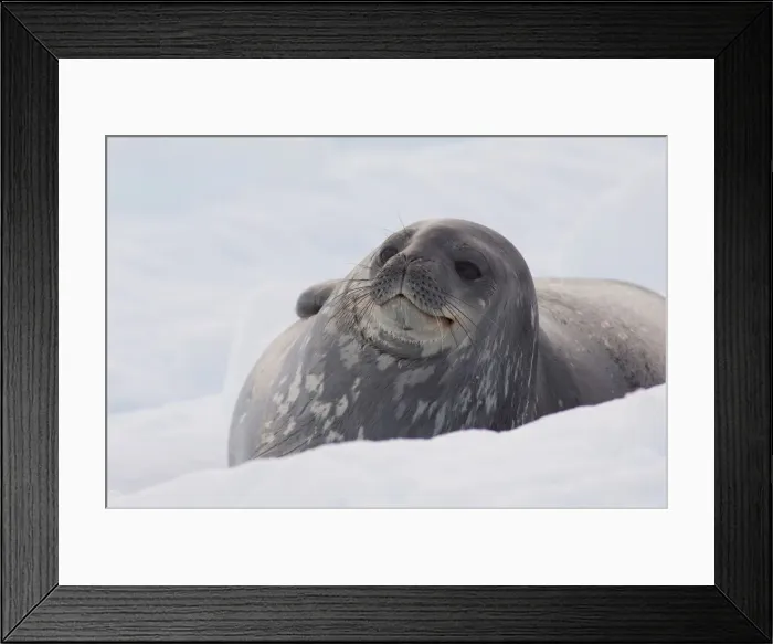 Framed Print : DDE-90023475 Framed Print : DDE-90023475