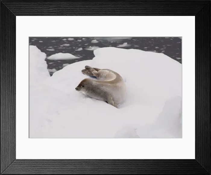 Framed Print : DDE-90023476 Framed Print : DDE-90023476