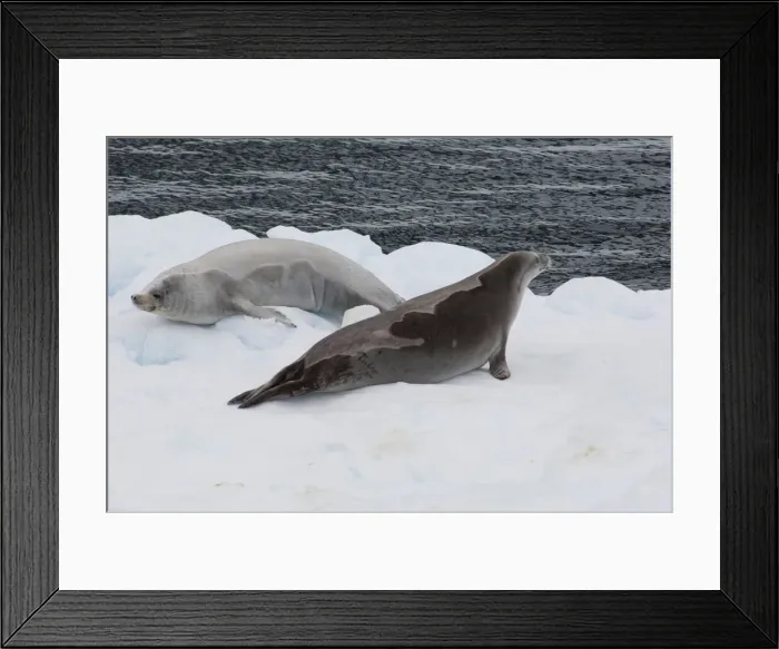 Framed Print : DDE-90023477 Framed Print : DDE-90023477