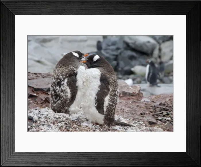 Framed Print : DDE-90023479 Framed Print : DDE-90023479