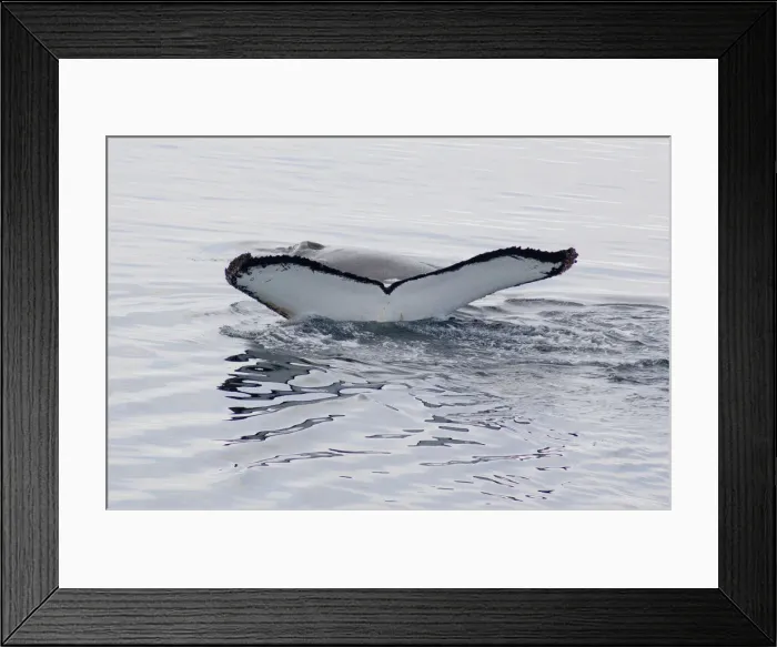 Framed Print : DDE-90023480 Framed Print : DDE-90023480