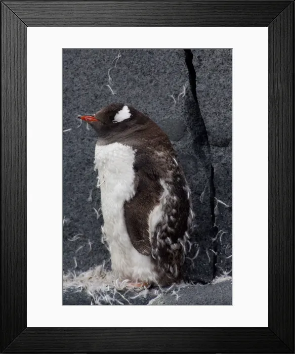 Framed Print : DDE-90023478 Framed Print : DDE-90023478