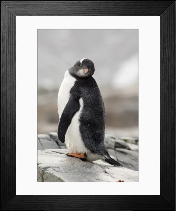 Framed Print : DDE-90023487 Framed Print : DDE-90023487