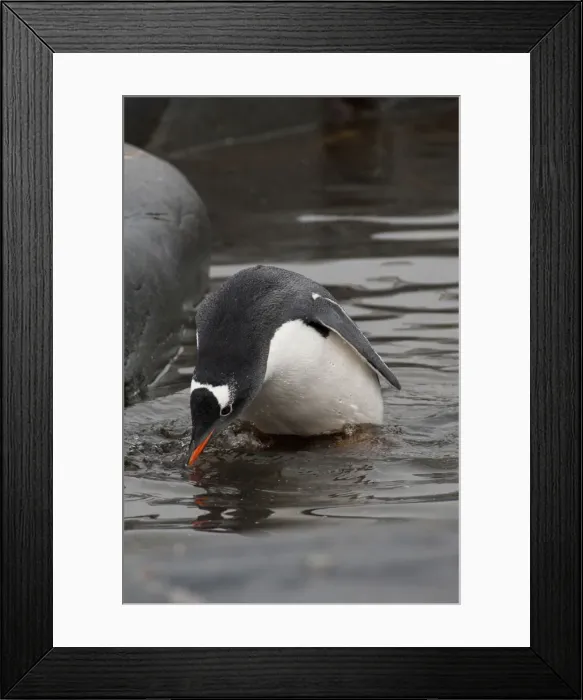 Framed Print : DDE-90023486