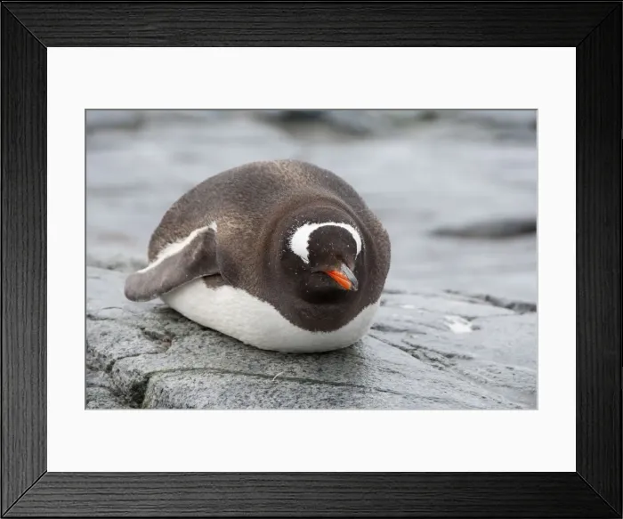 Framed Print : DDE-90023488 Framed Print : DDE-90023488