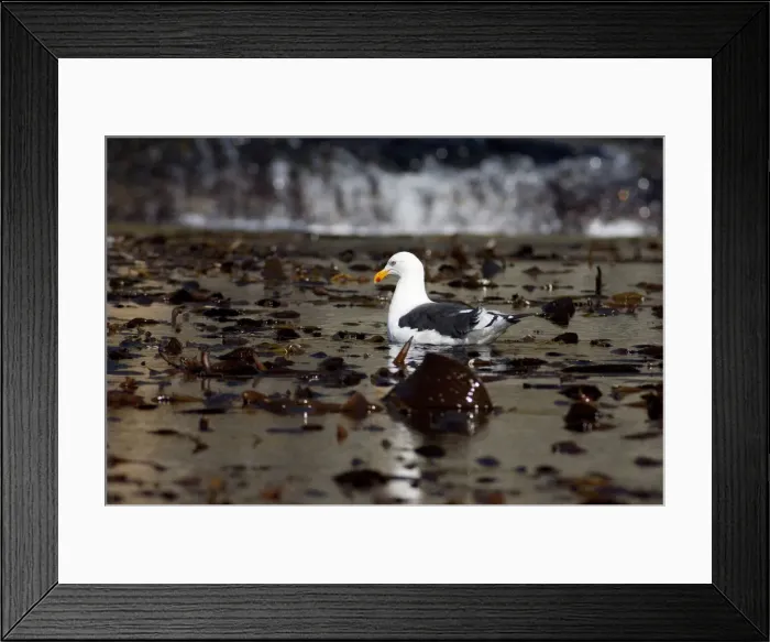 Framed Print : DDE-90023491 Framed Print : DDE-90023491