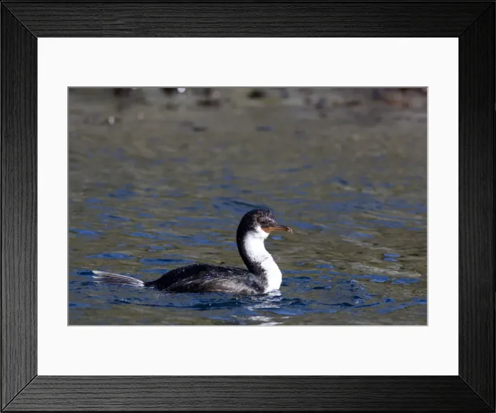 Framed Print : DDE-90023490