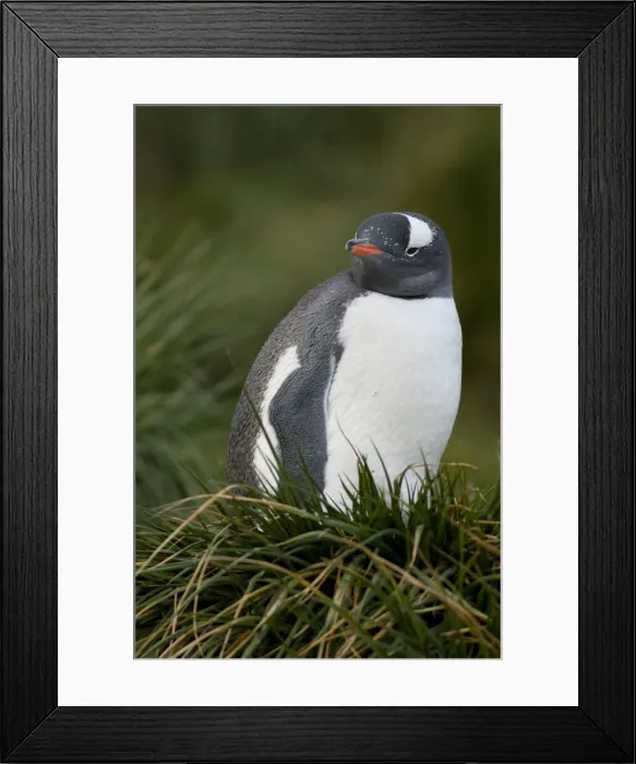 Framed Print : DDE-90023492 Framed Print : DDE-90023492