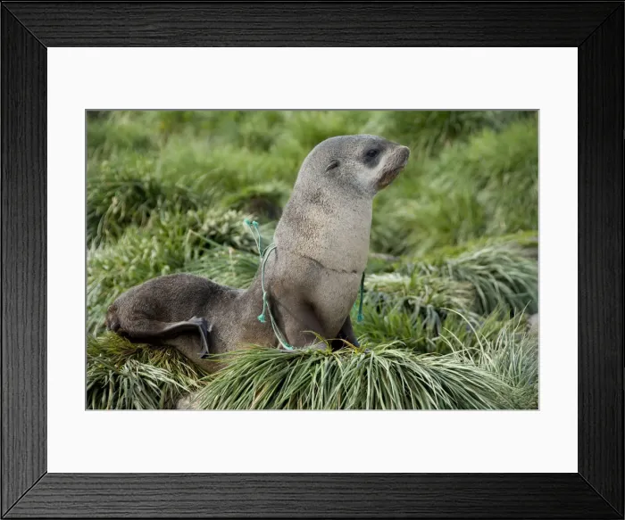 Framed Print : DDE-90023495 Framed Print : DDE-90023495