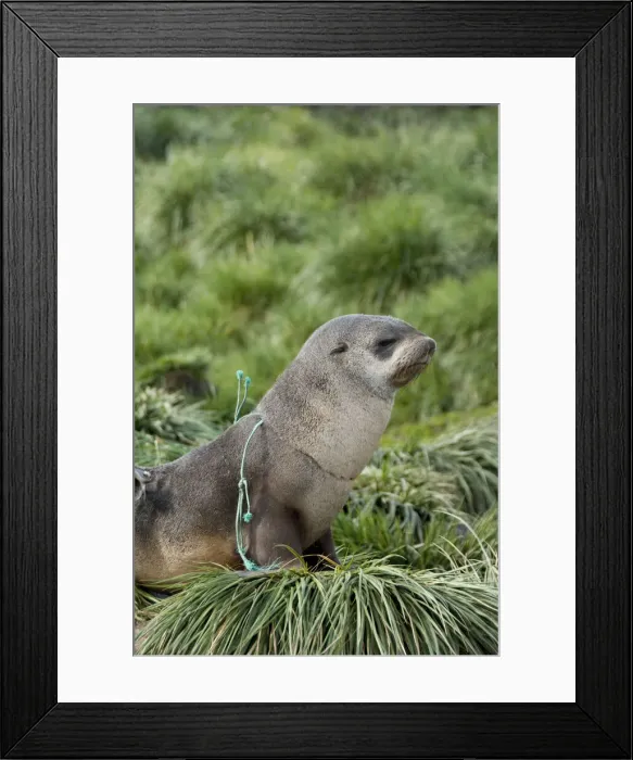 Framed Print : DDE-90023496 Framed Print : DDE-90023496