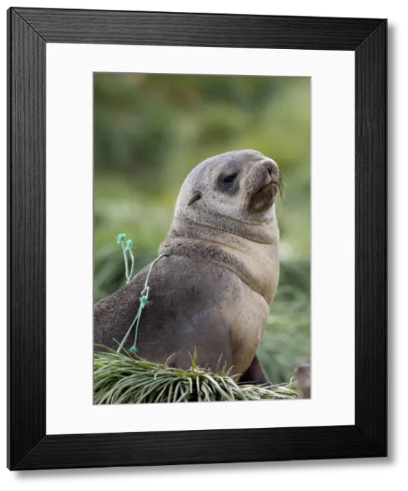 Framed Print : DDE-90023497 Framed Print : DDE-90023497