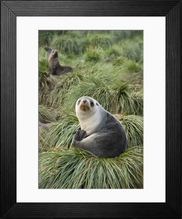Framed Print : DDE-90023498