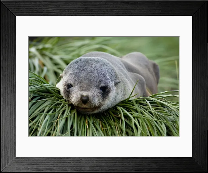 Framed Print : DDE-90023499 Framed Print : DDE-90023499