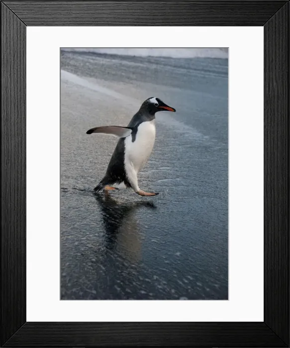 Framed Print : DDE-90023500 Framed Print : DDE-90023500