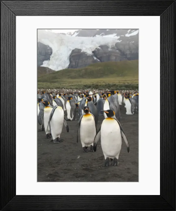 Framed Print : DDE-90023502