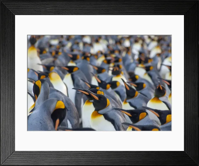 Framed Print : DDE-90023503 Framed Print : DDE-90023503