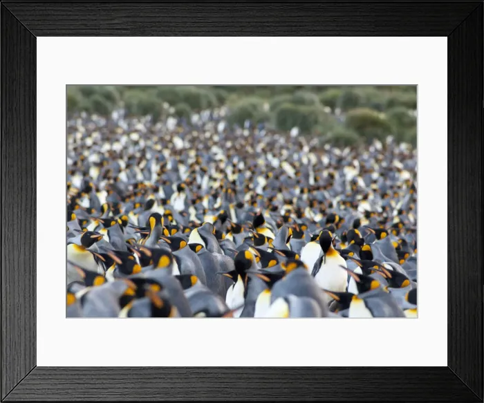 Framed Print : DDE-90023504 Framed Print : DDE-90023504