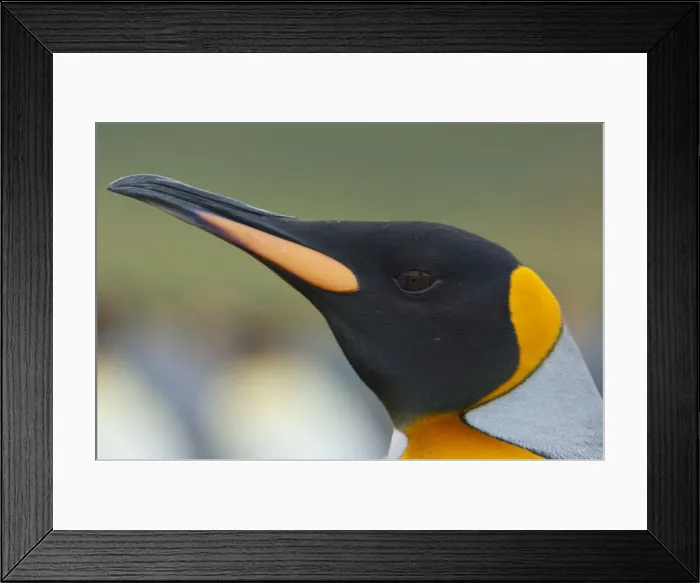 Framed Print : DDE-90023505 Framed Print : DDE-90023505