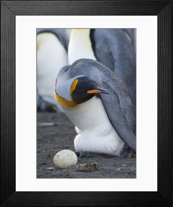 Framed Print : DDE-90023506 Framed Print : DDE-90023506