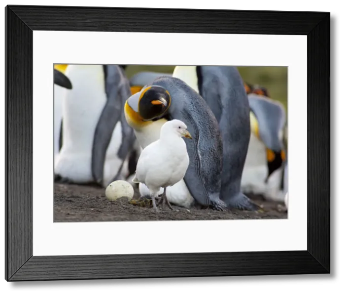 Framed Print : DDE-90023507 Framed Print : DDE-90023507
