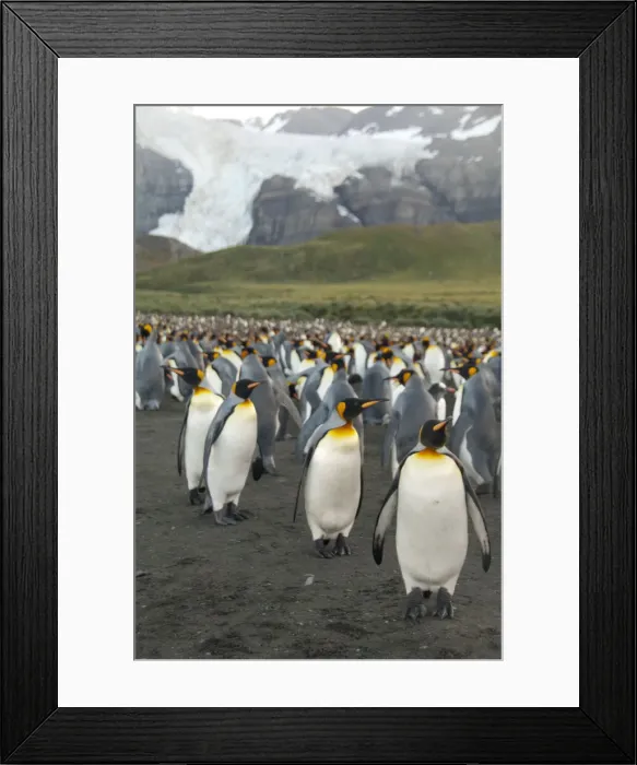 Framed Print : DDE-90023501 Framed Print : DDE-90023501