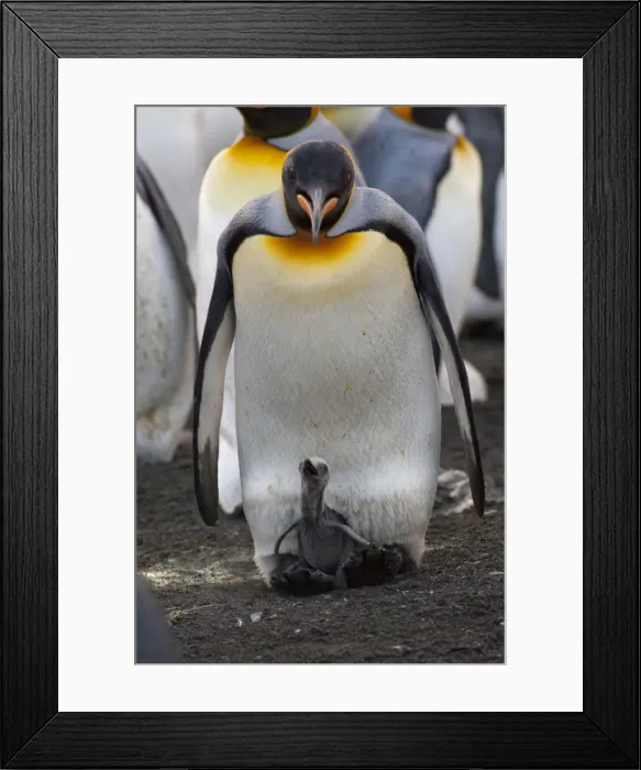 Framed Print : DDE-90023508 Framed Print : DDE-90023508