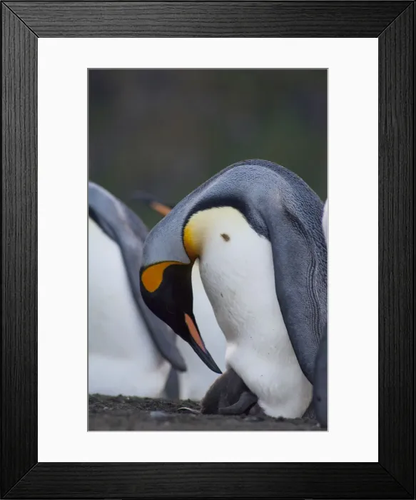 Framed Print : DDE-90023509 Framed Print : DDE-90023509