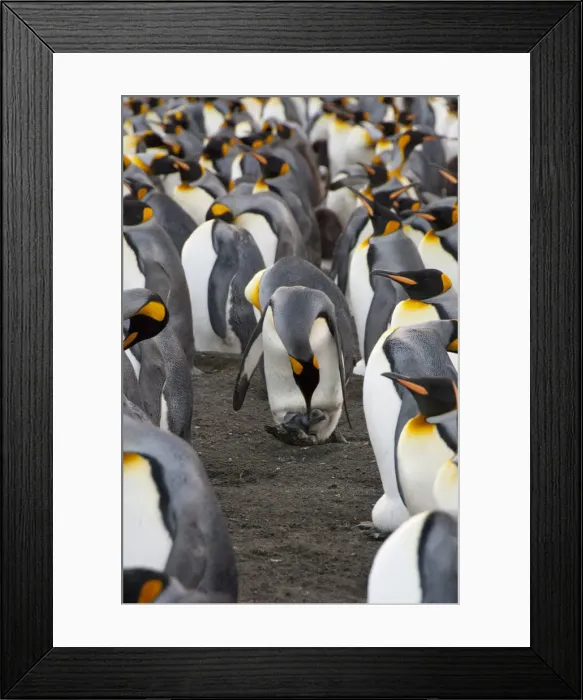 Framed Print : DDE-90023511 Framed Print : DDE-90023511