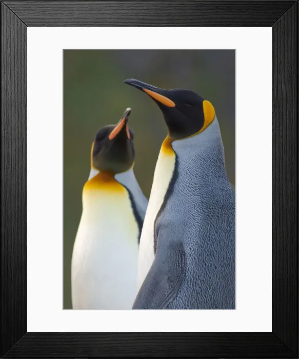 Framed Print : DDE-90023512 Framed Print : DDE-90023512
