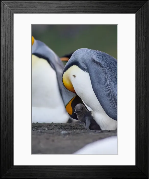 Framed Print : DDE-90023510 Framed Print : DDE-90023510