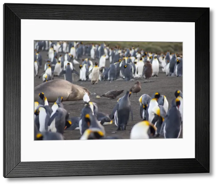 Framed Print : DDE-90023514 Framed Print : DDE-90023514