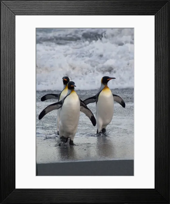 Framed Print : DDE-90023513 Framed Print : DDE-90023513