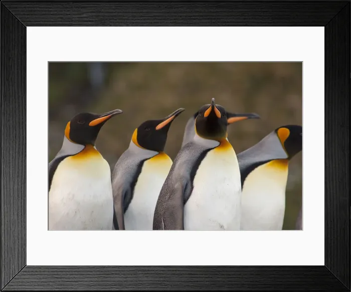 Framed Print : DDE-90023515 Framed Print : DDE-90023515