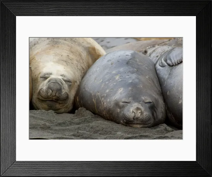 Framed Print : DDE-90023517 Framed Print : DDE-90023517