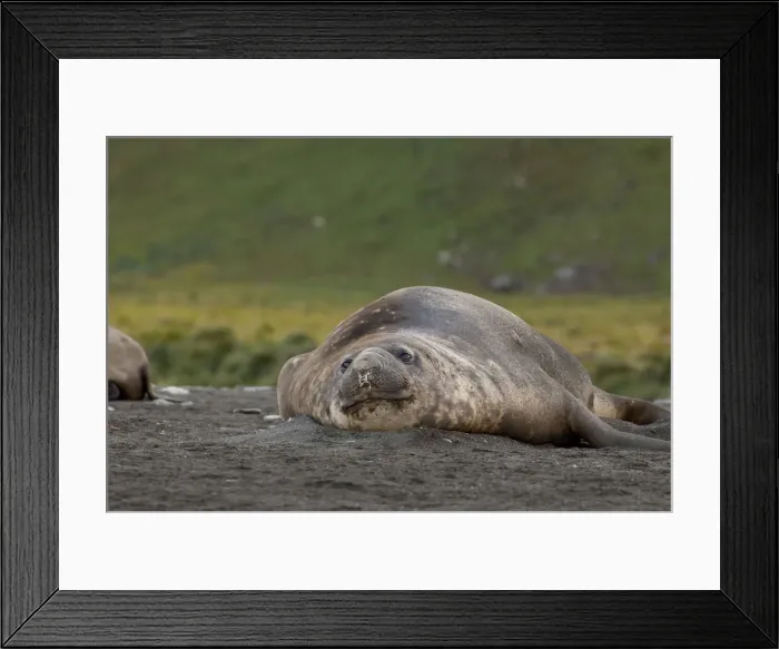Framed Print : DDE-90023516 Framed Print : DDE-90023516