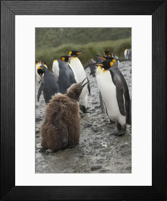 Framed Print : DDE-90023519 Framed Print : DDE-90023519
