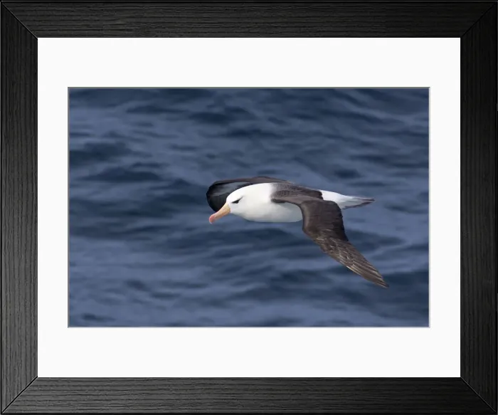 Framed Print : DDE-90023521 Framed Print : DDE-90023521